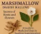 صورة مقال نبات الخطمي (Marsh Mallow): أسرار الجذور والأزهار... دليل الاستخدامات الطبية في تهدئة الالتهابات الهضمية والتنفسية.