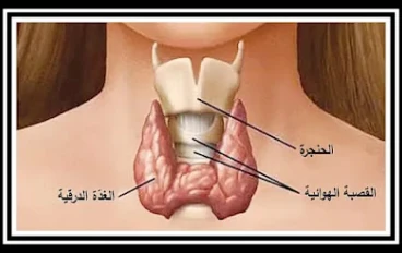 الغدة الدرقية: 9 أعراض لا يجب إهمالها