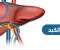 صورة مقال مفتاح الحياة الصحيه الصامته والقاتله