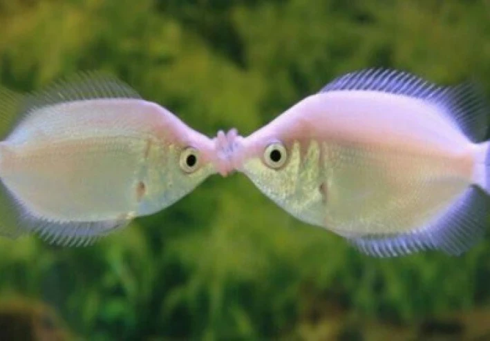أسماك الزينة بالون تقبيل جرامي (Baloon Kissing Gourami )