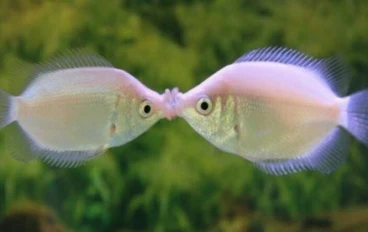 أسماك الزينة بالون تقبيل جرامي  (Baloon Kissing Gourami )