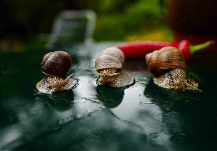 القواقع أهميتها وأضرارها في أحواض السمك aquarium snails