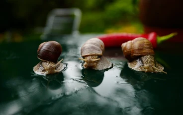 القواقع أهميتها وأضرارها في أحواض السمك aquarium snails
