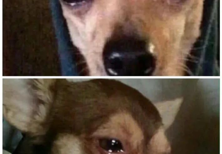 كيف يبكي الكلب؟