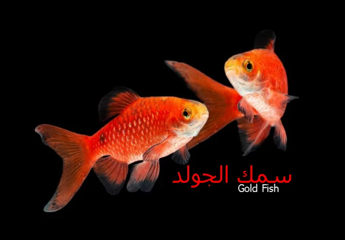 سمك الجولد Gold Fish من اروع اسماك الزينة