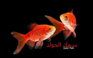 سمك الجولد Gold Fish  من اروع اسماك الزينة