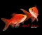 صورة مقال سمك الجولد Gold Fish  من اروع اسماك الزينة