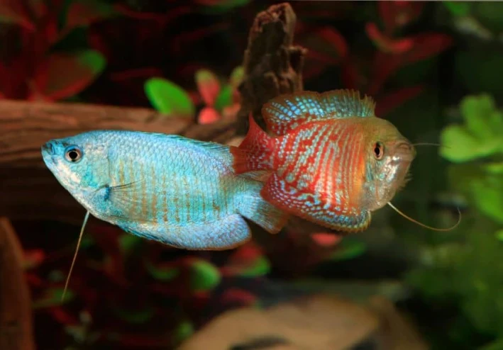 اسماك الزينة وكل شي عن اسماك الجرامي Gourami  fish