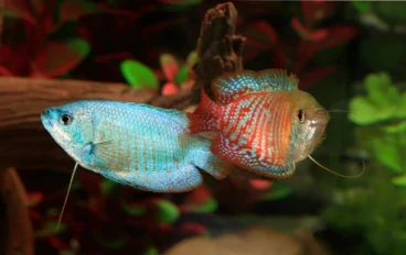 اسماك الزينة وكل شي عن اسماك الجرامي Gourami  fish 