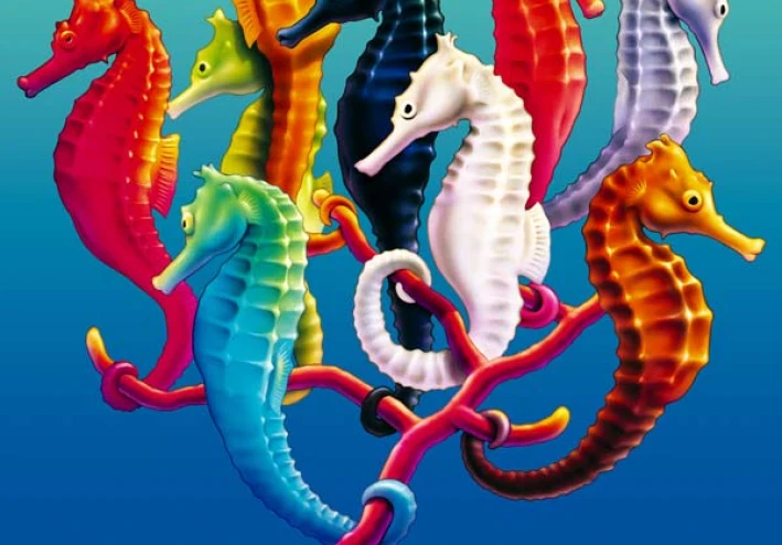 حصان البحر المصري: جوهرة البحر الأحمر Egyptian seahorse