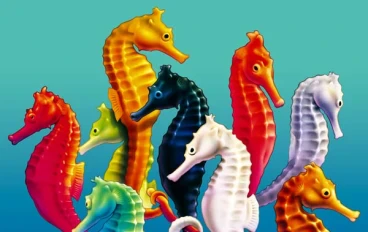 حصان البحر المصري: جوهرة البحر الأحمر  Egyptian seahorse