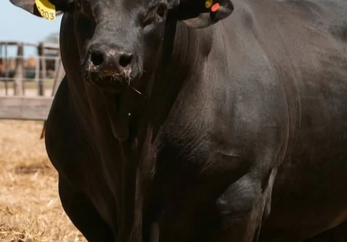 ما هي الأبقار الانجوس وما هو لحم الأنجوس و بلاك انجوس ؟؟ وهل هي لحوم طبييه ؟؟