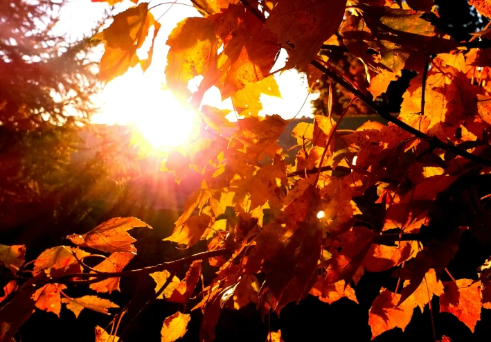 شمس الخريف: هذا الضوء اللطيف الذي يسخن... والأعمار دون سابق إنذار