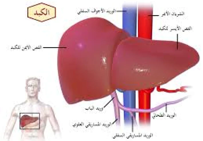 صحة الكبد: سرّ الجسد السليم وطرق الحفاظ عليه طبيعيًا