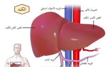 صحة الكبد: سرّ الجسد السليم وطرق الحفاظ عليه طبيعيًا