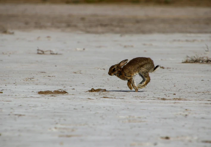 ما هي قفزات الأرنب ولماذا يمكن لهذه القفزة أن تغير لياقتك في وقت سريع