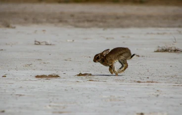 ما هي قفزات الأرنب ولماذا يمكن لهذه القفزة أن تغير لياقتك في وقت سريع