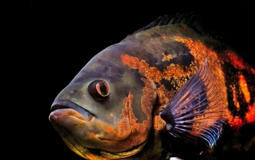 أسماك الزينة وأسماك أوسكار وتربيتها والعناية بها