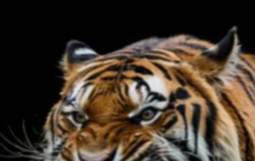 مغامرات 2025: (الغابة القاتلة  رحلة بدأت بحلم… وانتهت بالدم)