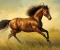 صورة مقال عالم الخيل من مجرد اداه الي سلعة ثمينة