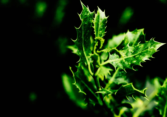 الصيدلية الخضراء الرقمية: تصنيف أفضل 100 قناة على يوتيوب لتعلّم علم الأعشاب الطبية الموثوق