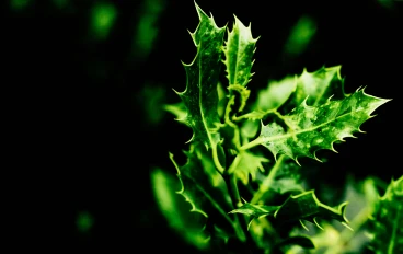 الصيدلية الخضراء الرقمية: تصنيف أفضل 100 قناة على يوتيوب لتعلّم علم الأعشاب الطبية الموثوق