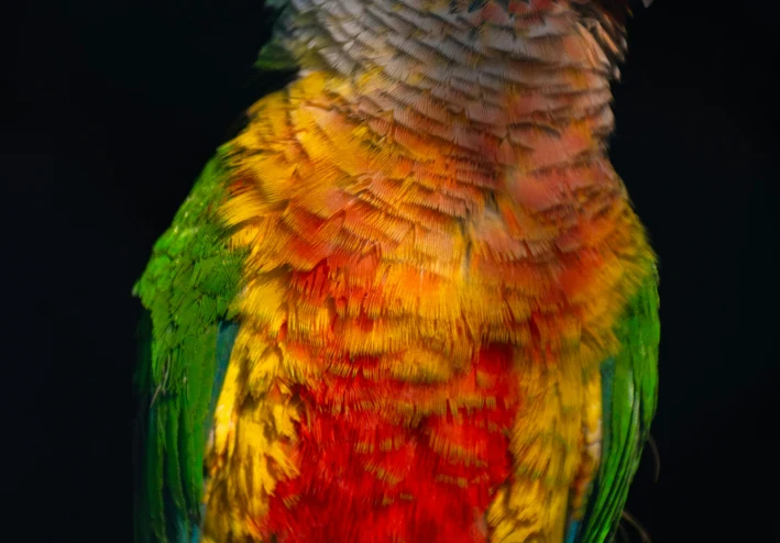 التنوع المذهل: دليل مصور لأشهر 100 نوع من الببغاوات الأكثر انتشارًا وتميزًا في العالم