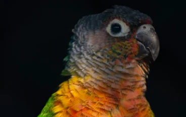 التنوع المذهل: دليل مصور لأشهر 100 نوع من الببغاوات الأكثر انتشارًا وتميزًا في العالم