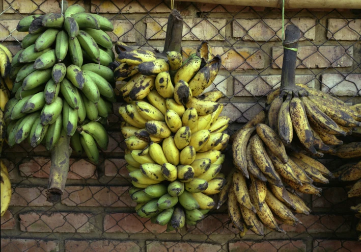 الأصول الزراعية القديمة: كشف غموض الموز كأقدم فاكهة وتتبع تاريخه من آسيا إلى العالم