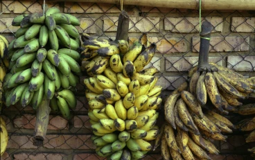 الأصول الزراعية القديمة: كشف غموض الموز كأقدم فاكهة وتتبع تاريخه من آسيا إلى العالم