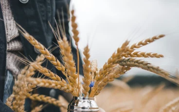 عصير الشعير (ماء الشعير): دراسة معمقة للفوائد الصحية، الألياف الذائبة، ودوره الاستراتيجي في تحقيق الاستدامة الغذائية