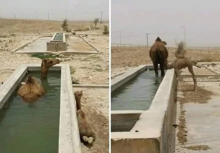 إمكانيات سفينة الصحراء