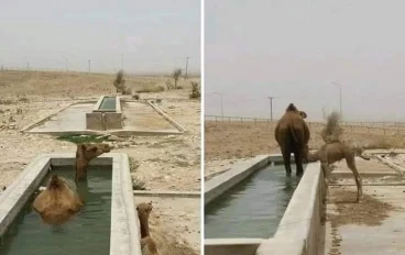 إمكانيات سفينة الصحراء