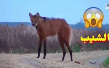 قصة الشيب العربي | المخلوق الأسطوري الذي أرعب قبائل الجزيرة العربية