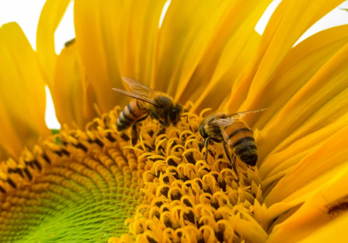 فوائد عسل السدر المذهلة لصحة الجسم والجمال في عام 2025