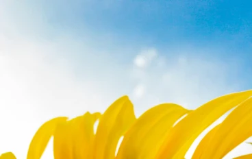 فوائد عسل السدر المذهلة لصحة الجسم والجمال في عام 2025