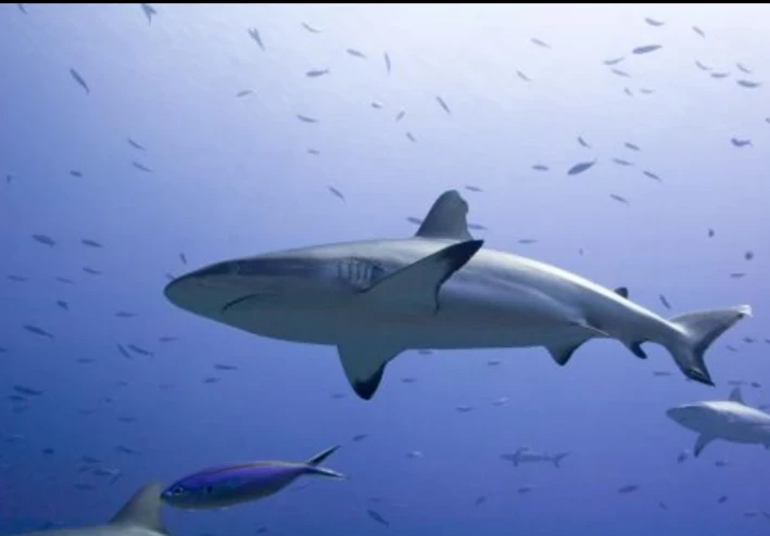 🐟 السمك: كنز البحر لصحة الإنسان وعافيته