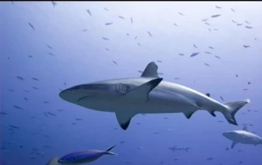 🐟 السمك: كنز البحر لصحة الإنسان وعافيته
