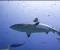 صورة مقال 🐟 السمك: كنز البحر لصحة الإنسان وعافيته