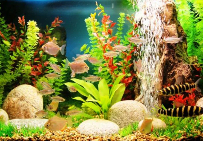 نباتات احواض سمك الزينة واهميتها والتمتع بمناظرها