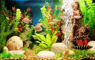 نباتات احواض سمك الزينة واهميتها والتمتع بمناظرها