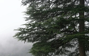 الصحة النفسية وأهميتها