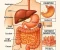 صورة مقال التركيب التشريحي لجهاز الهضم وعمله
