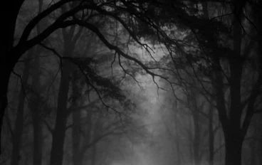 انتقام القط الأسود