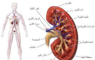 كيف تحافظ على الكُلى بصحة جيدة   أسرار وعادات تحميك من أمراض الكلى