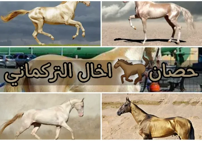 حصان اخال التركماني