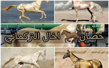 حصان اخال التركماني