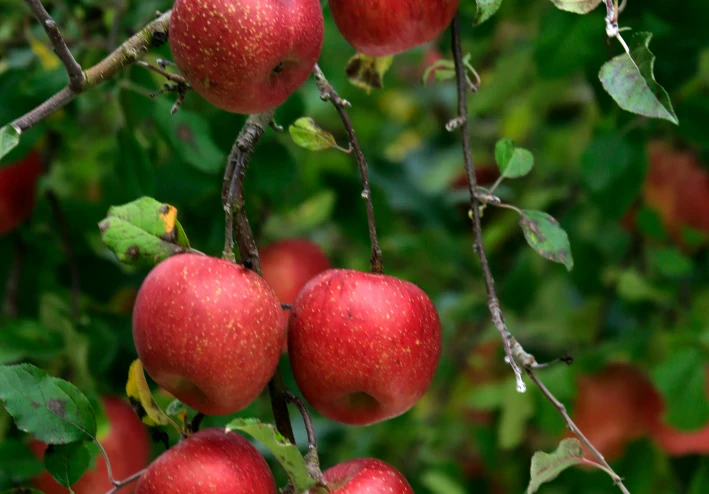 كيفية الوصول إلى الجنة ونعيمها وأنواعها ودرجاتها