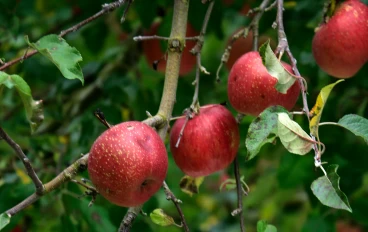 كيفية الوصول إلى الجنة ونعيمها وأنواعها ودرجاتها