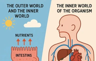 العالم الخارجي والعالم الداخلي للكائن الحي:  ما الذي يحصل للمواد الغذائية بعد امتصاصها من قبل الأمعاء ؟